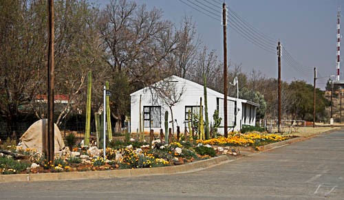 Attractive succulent garden