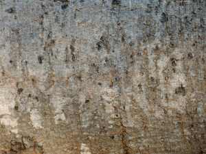 Bark of a Weeping Boer-Bean