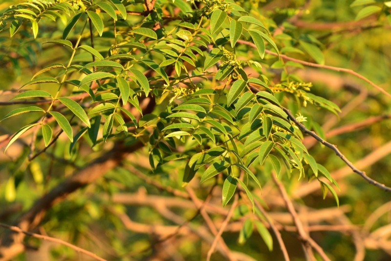 Leaves of the Eared Senna tree