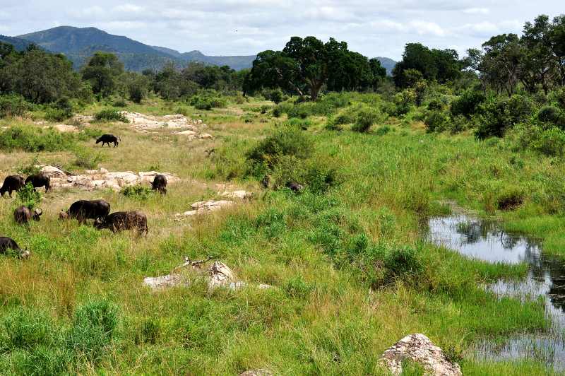 The Matjulu River from the bridge over the H3