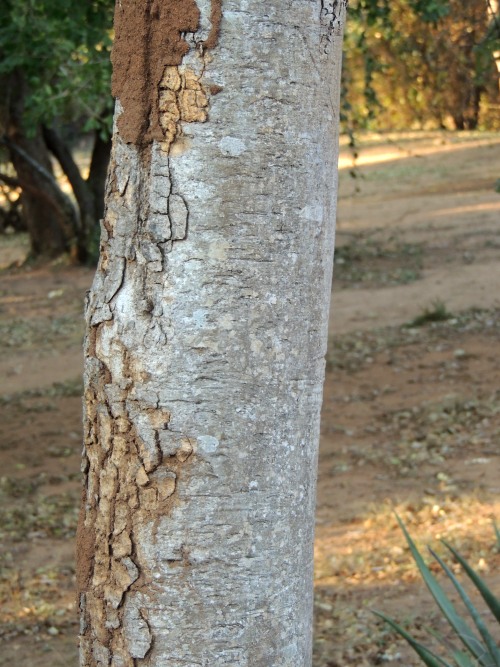 Bark of an Apple-leaf tree