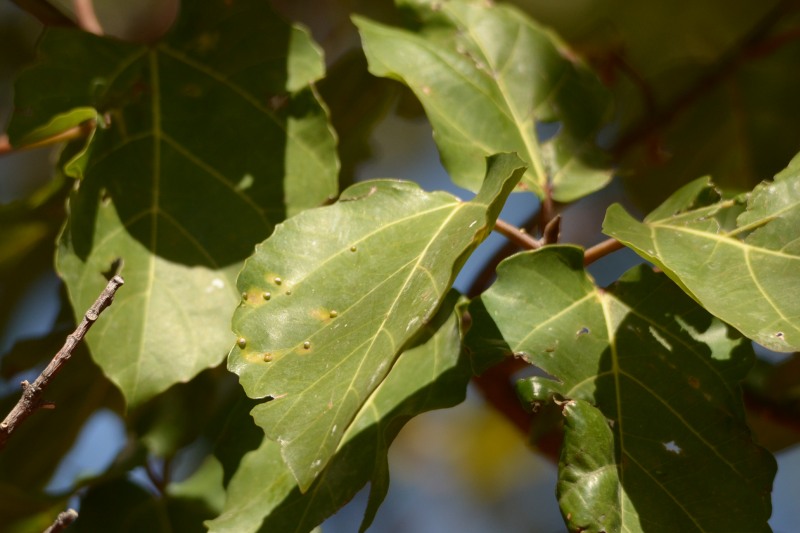 Leaves of the Broom Cluster Fig