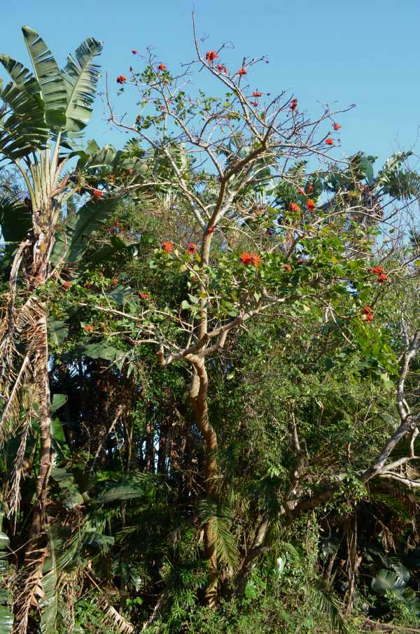 Common Coral Tree