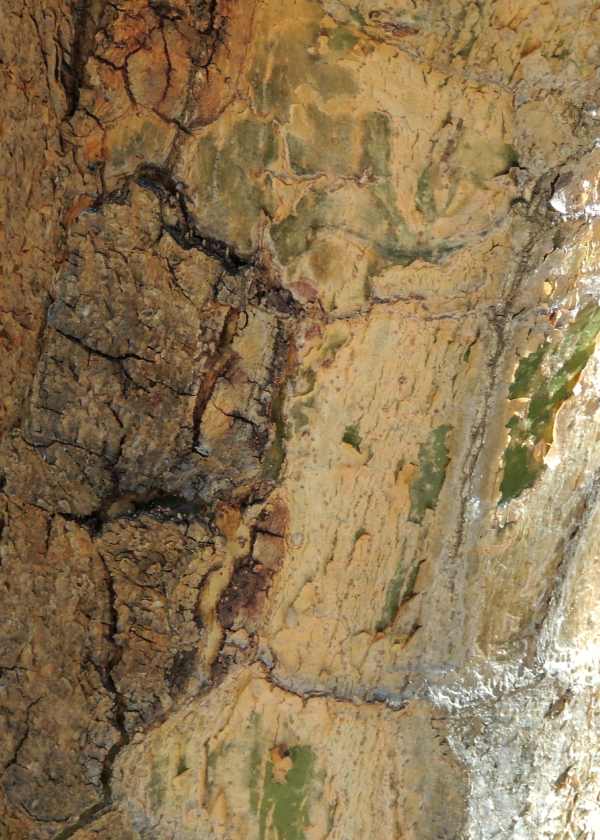 Common Corkwood tree