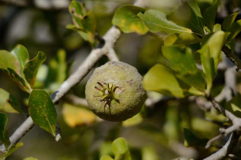 Fruit of the Eastern Bushveld Gardenia
