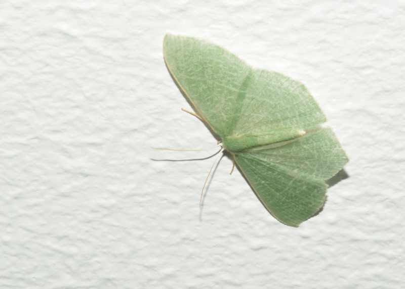 An Emerald Moth