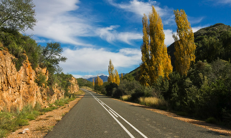 Ostriches near Oudtshoorn