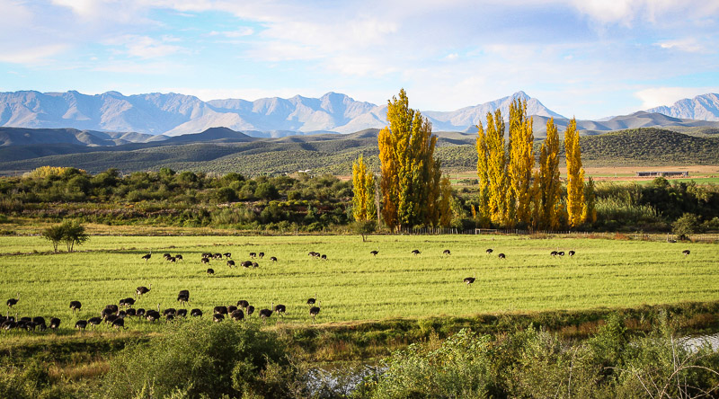 Ostriches near Oudtshoorn