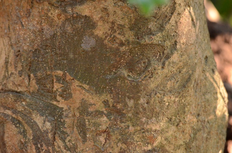 Bark of a Large-leaved Onionwood