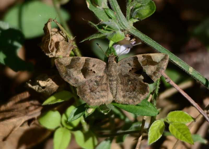 Small Elfin butterfly