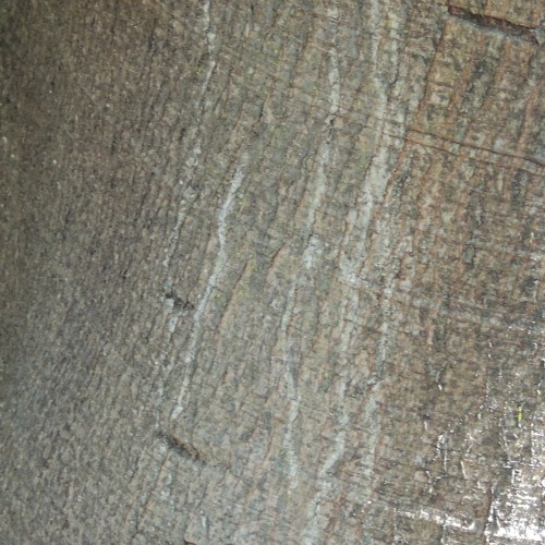 Bark of a Giant-leaved Fig