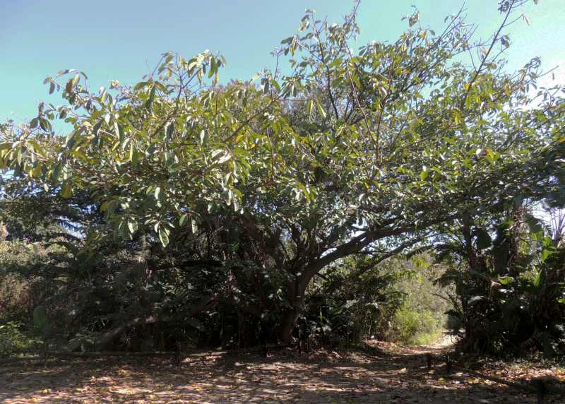 Giant-leaved Fig
