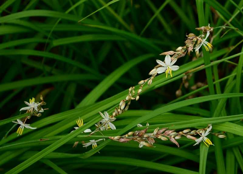 Weeping Anthericum