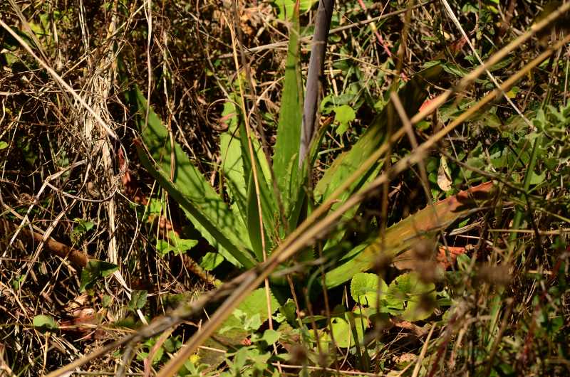 The leaves of the Soap Aloe