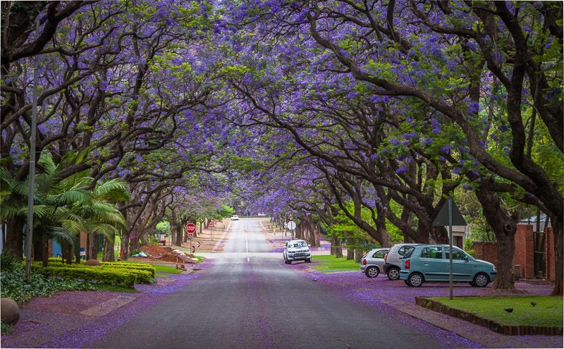 Jacaranda trees