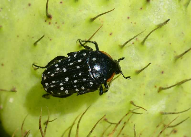 Common Dotted Fruit Chafer