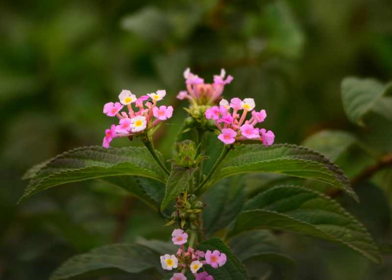 Lantana