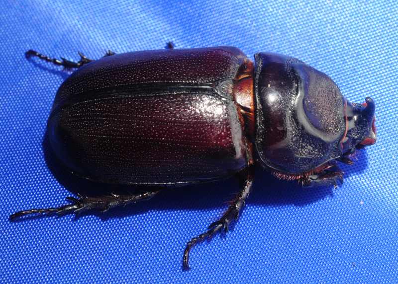 Rhinoceros Beetle