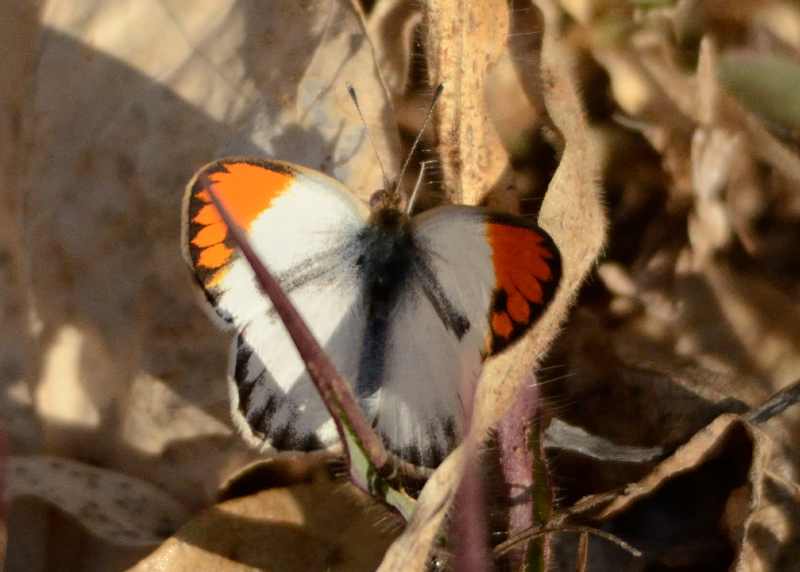 Small Orange Tip butterfly in Kruger National Park