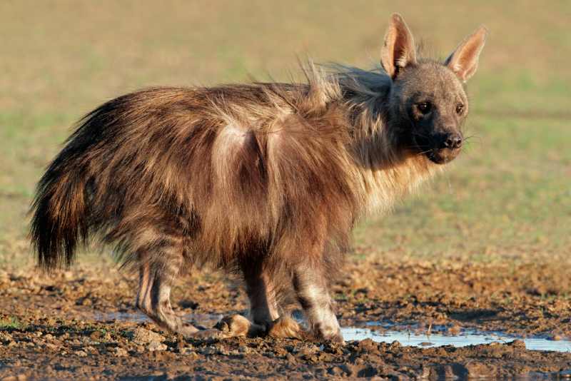 Brown Hyena