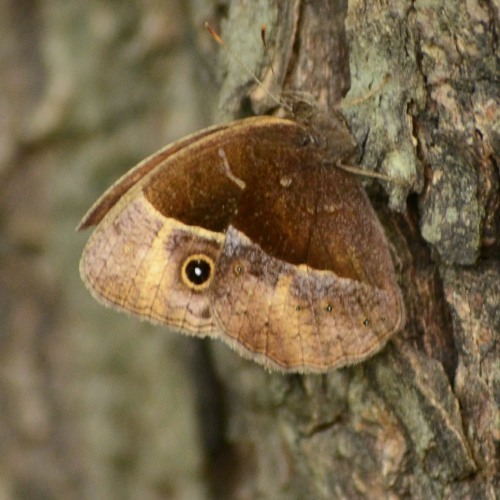 Common Bush Brown