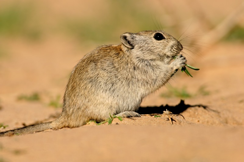 Brants's Whistling Rat