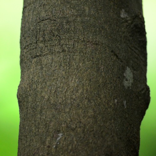Leaves of a Glossy White Ash tree