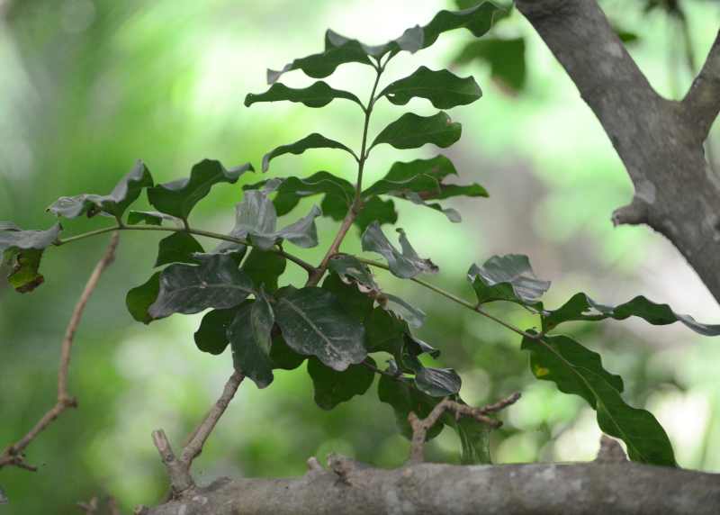 Leaves of a Glossy White Ash tree