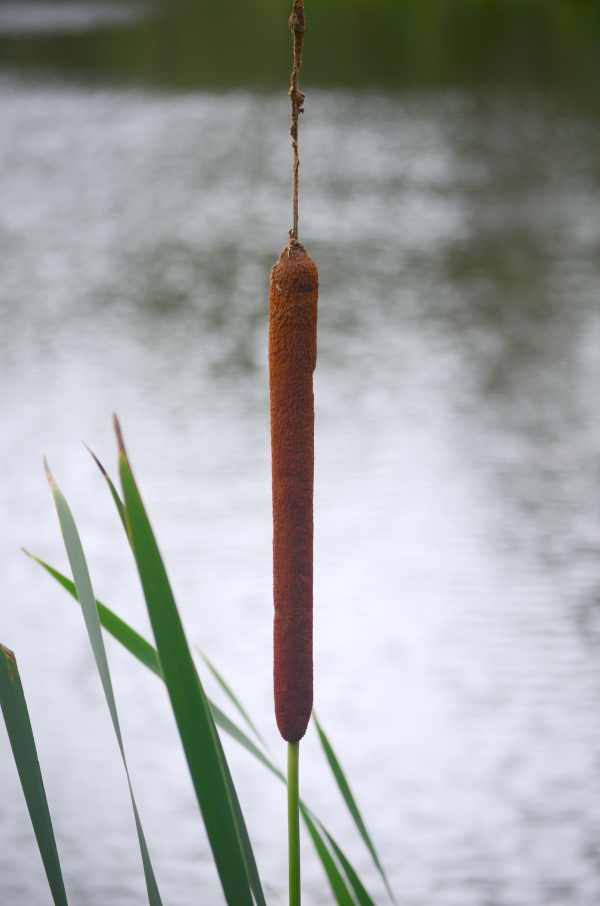 Bulrush