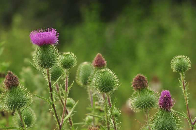 Scotch Thistle