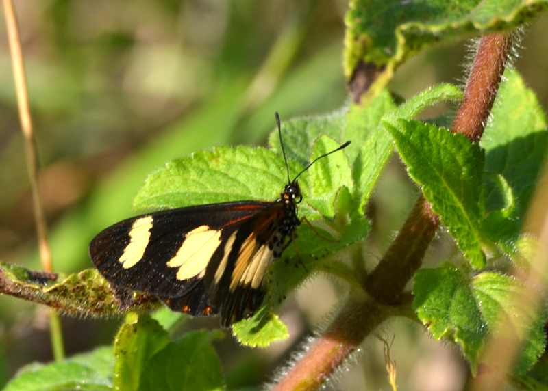 Yellow-banded Acraea butterfly