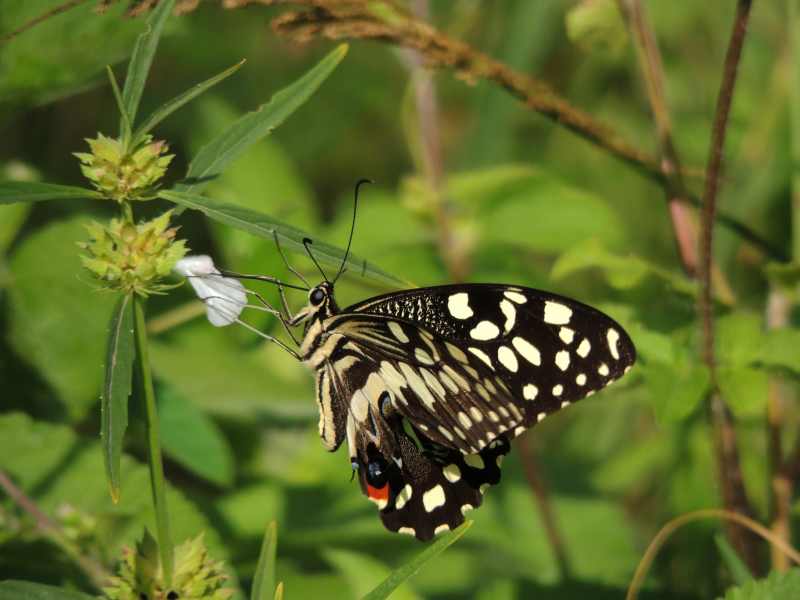 Citrus Swallowtail butterfly
