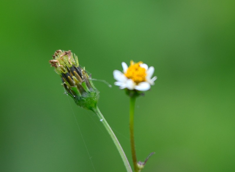 Flower of Bidens pilosa