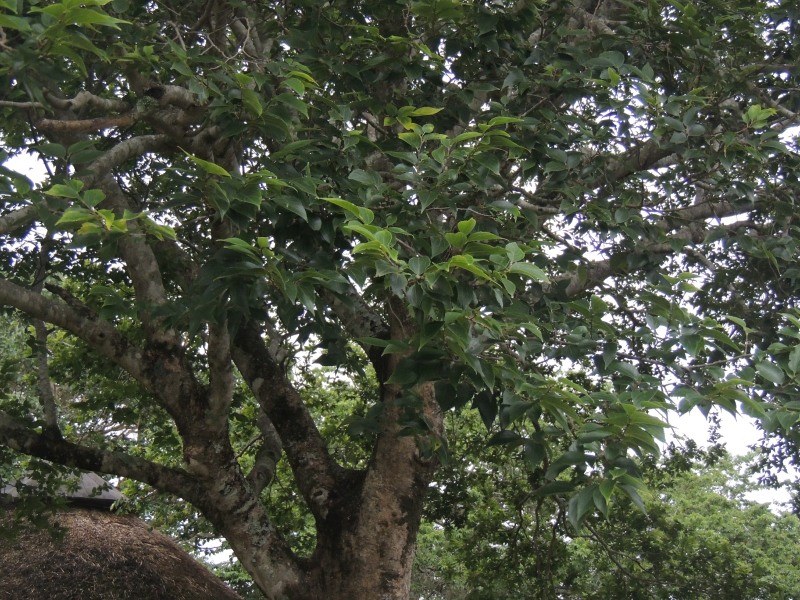 White Stinkwood tree