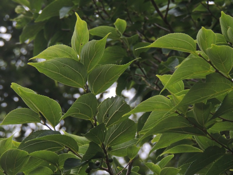 White Stinkwood leaves