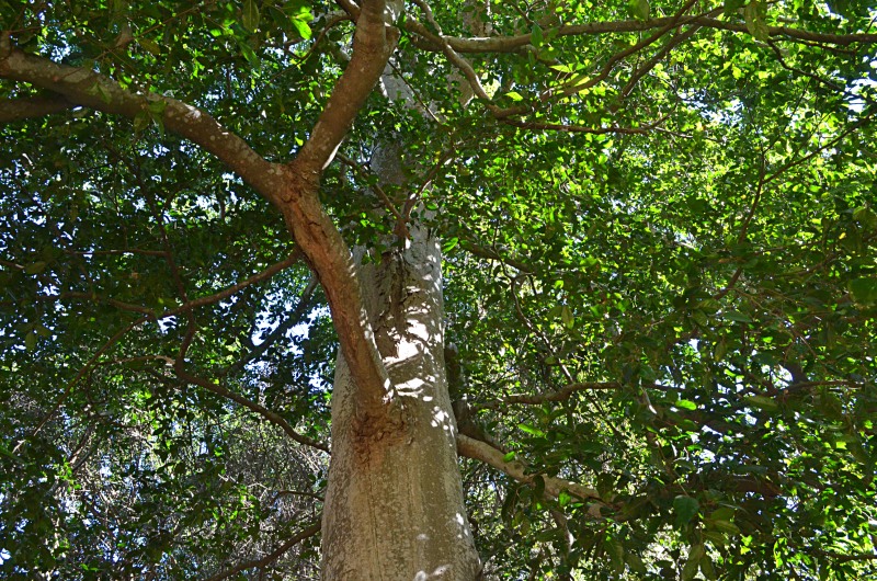 Natal White Stinkwood