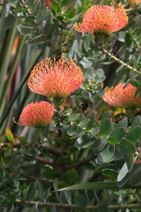 Orange Flame Pincushion
