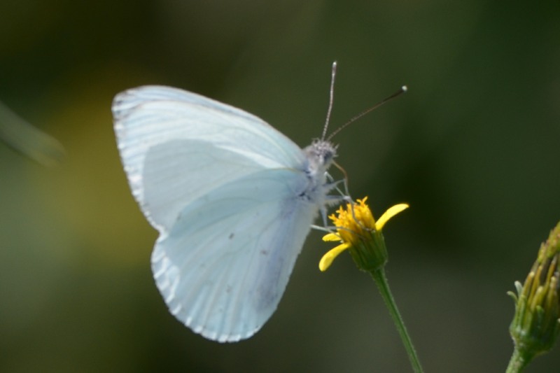 African Small White