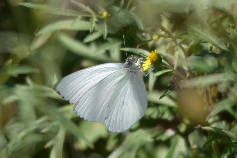 African Small White