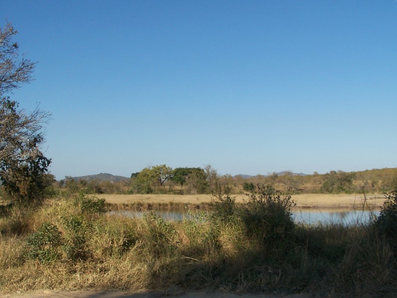 A herd of Elephants drinking at Renosterpan