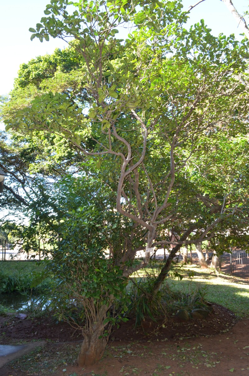 Black Bird-berry tree