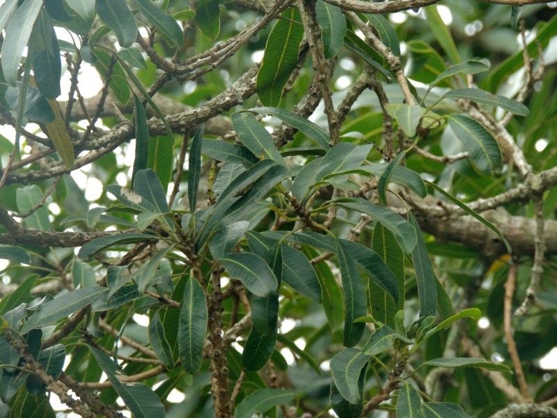 Leaves of the Red Beech