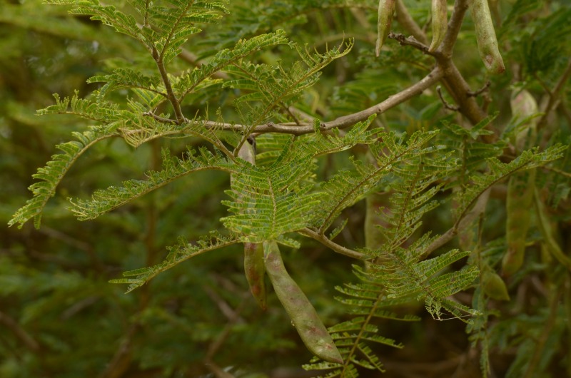 Leaves