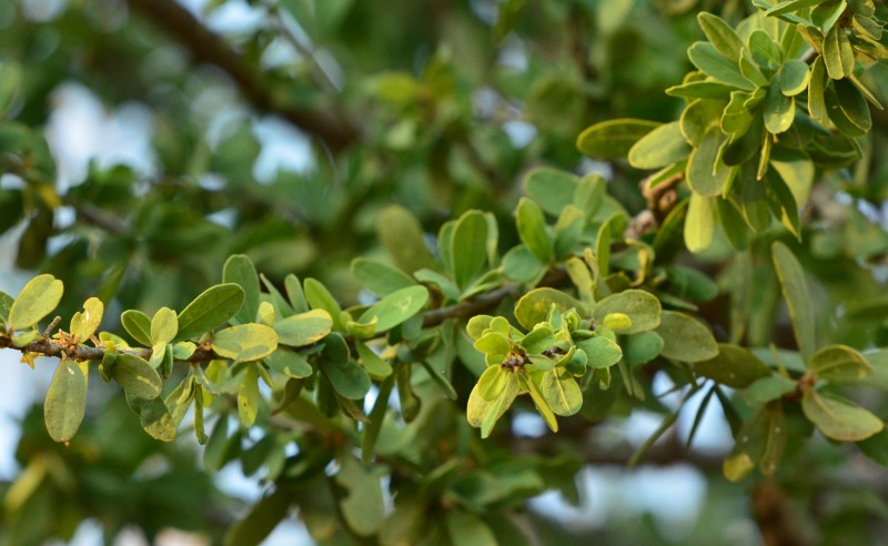 Leaves of the Shepherd's Tree