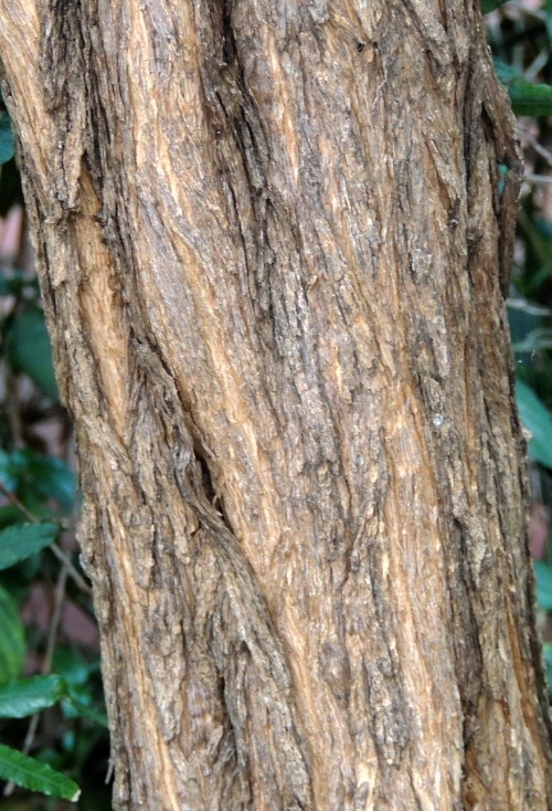 Bark of the False Olive tree