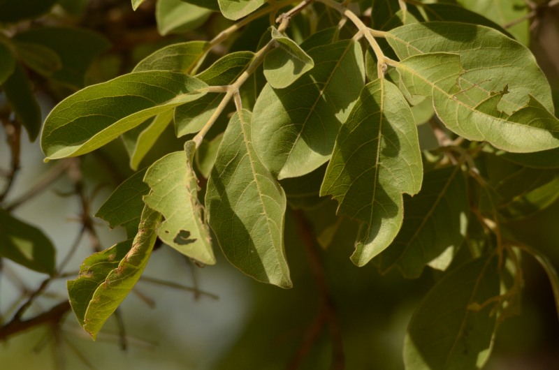 Leaves of the Large-fruited Bushwillow