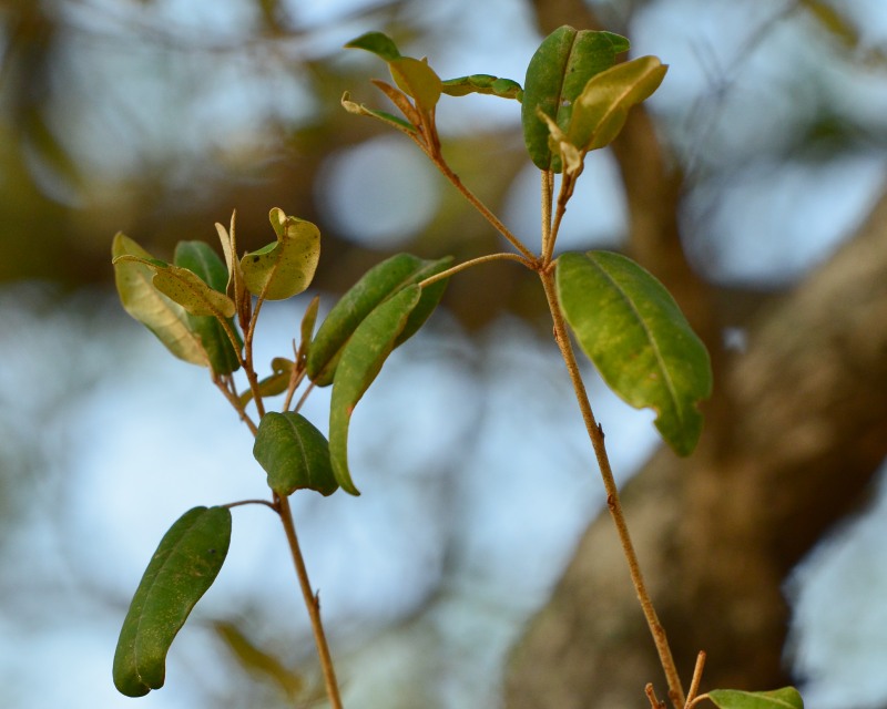 Leaves of Croton gratissimus