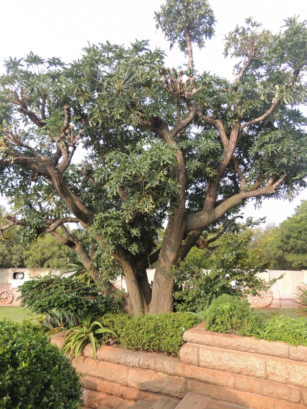 Mountain Cabbage Tree