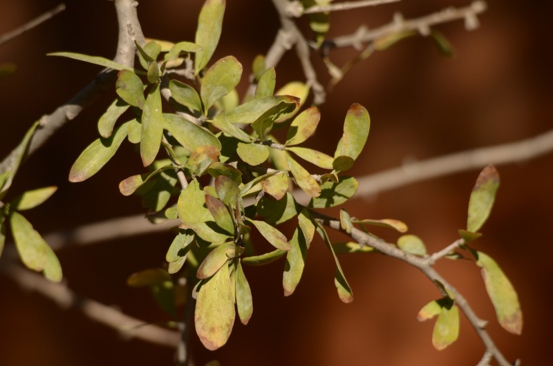 Leaves of the Puzzle Bush