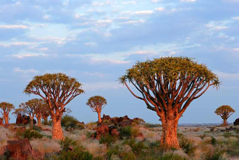 beautiful Quiver Tree landscape